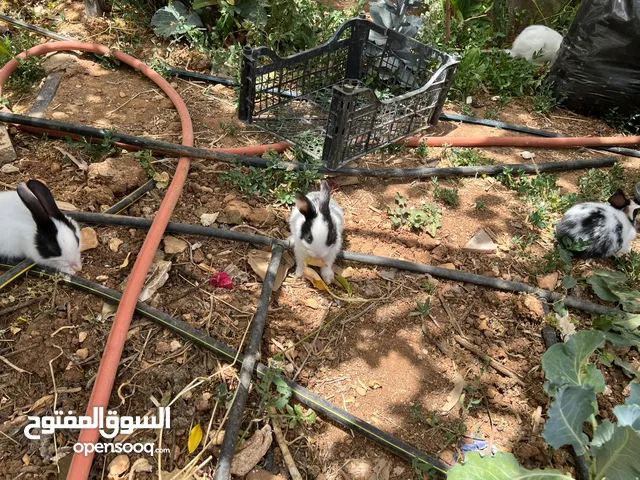 أرانب صغيرة