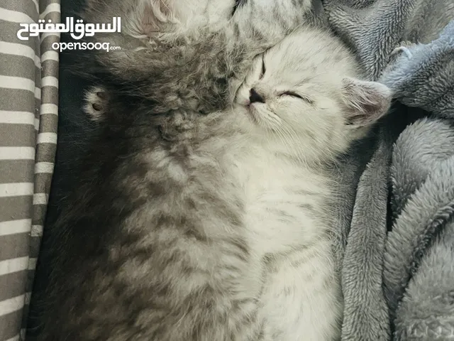 Kittens British short hair and Turkish angora mix breed