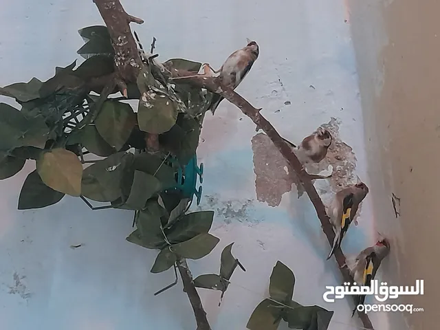 حساسين بسعر حرق الرقم بلوصف