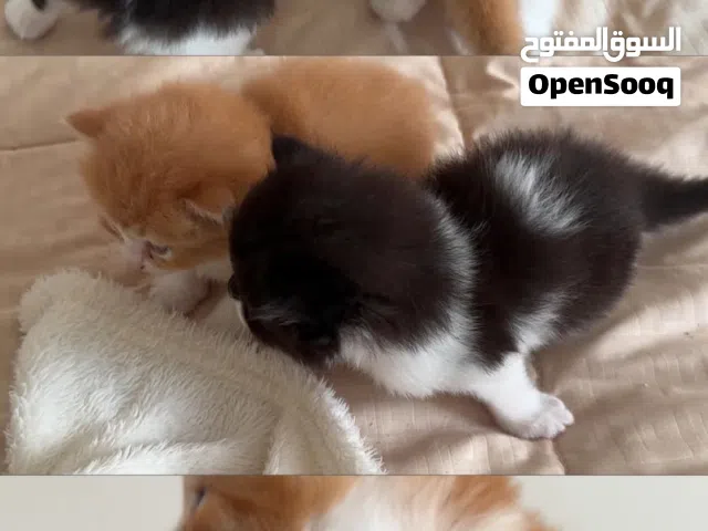 كتنز شيرازي