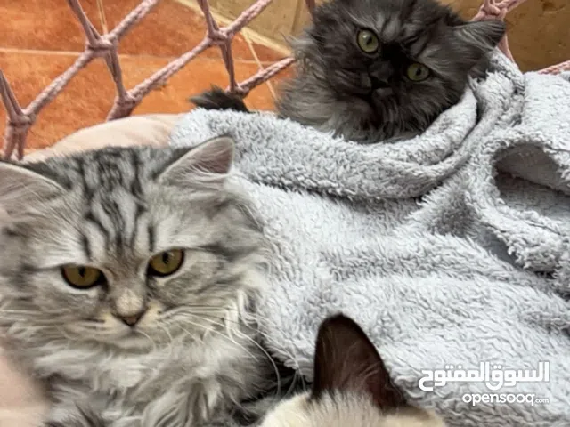 قطط منزلية متدربين ع اللتربوكس وباكلو اكل خاص
