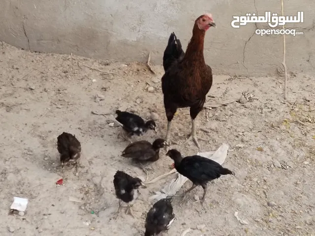 دجاج للبيع