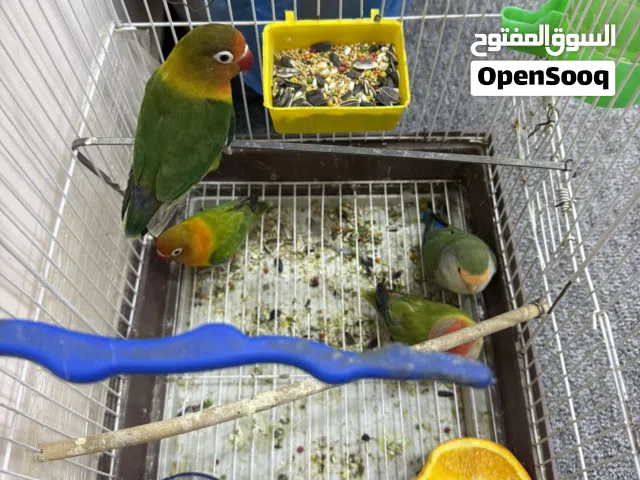 غندوره زوجين للبيع