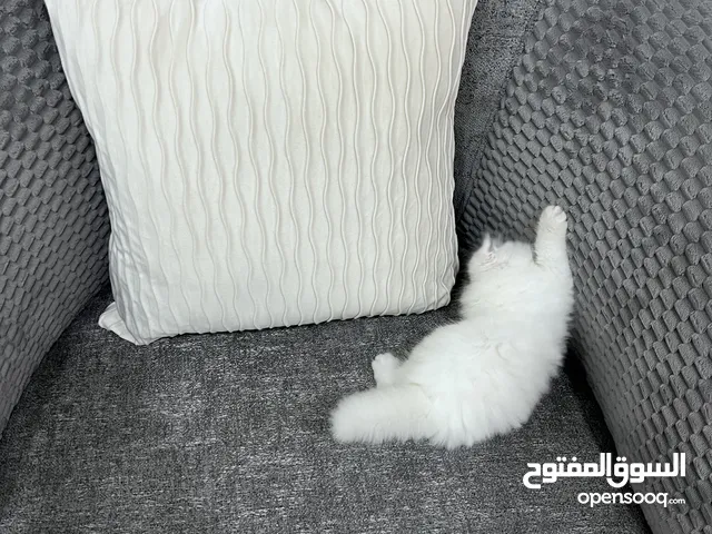 سكوتش فولد بيور