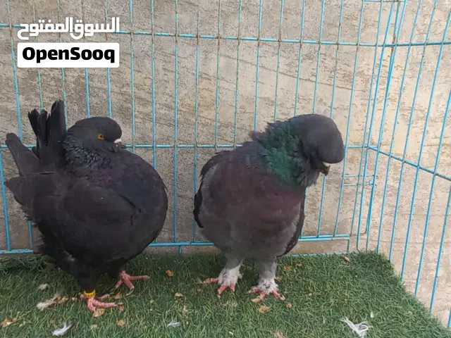 كوبيتين ربي يبارك