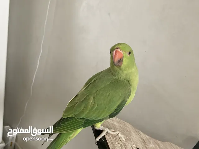 ببغاء دره البف جداً