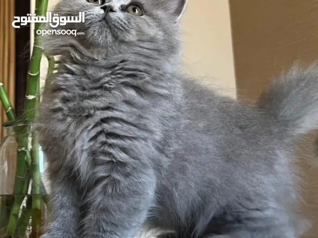 قط سكوتش بريتش للبيع