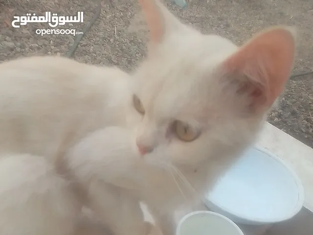 للبيع قطه شيرازيه