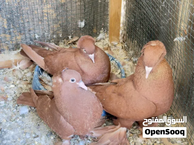 زوج رواعب نجفي