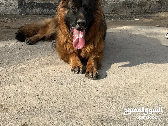 جيرمان ذكر للبيع