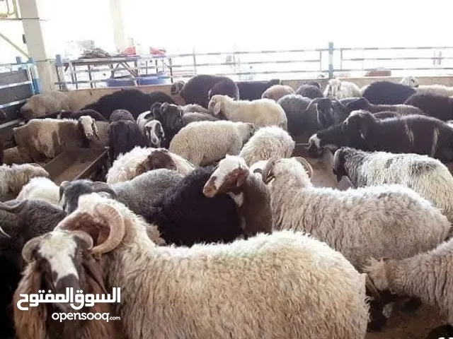 عرووووض بأسعار خياليه عقايق وانذار وفدوى