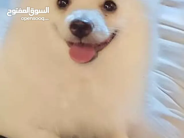 بومرينيان العمر 4 شهور ماخذ جميع التطعيمات