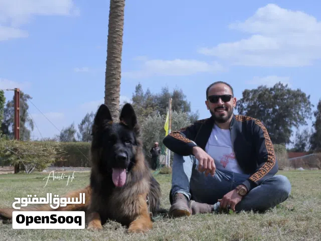 مدرب كلاب محترف