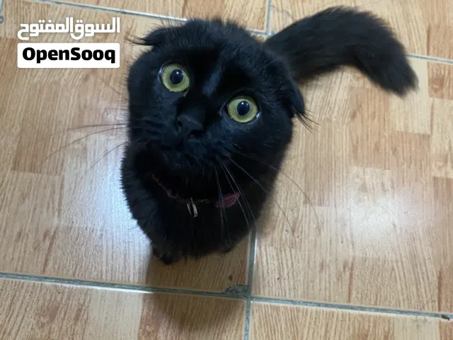 سكوتش فولد