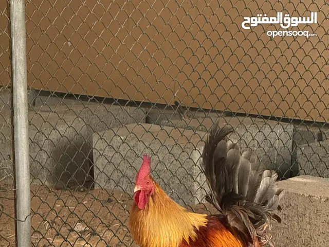 دجاج بلدي للبيع في أمارة أبوظبي مدينة محمد بن زايد