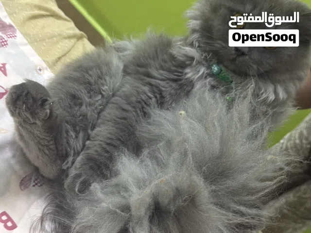 شيرازي ذكر للبيع