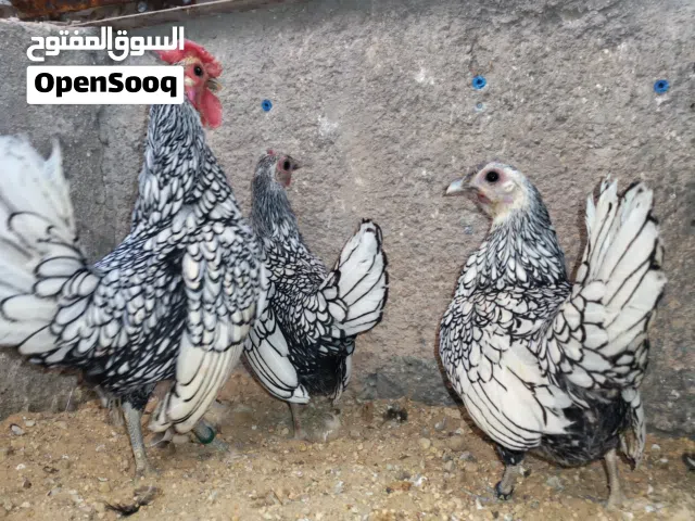 جاج سبرايت اسباني