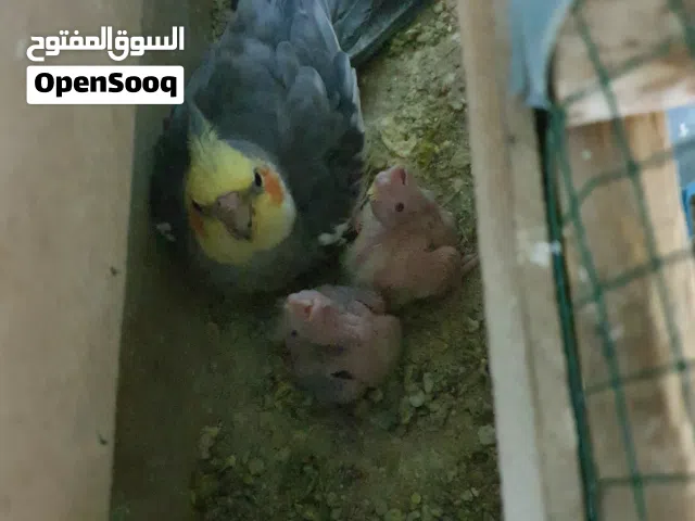 كوكتيل للبيع او مراوس حسب القناعه معا افراخ ولقفص