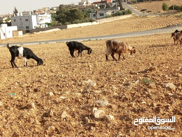 ضحايا معز للبيع