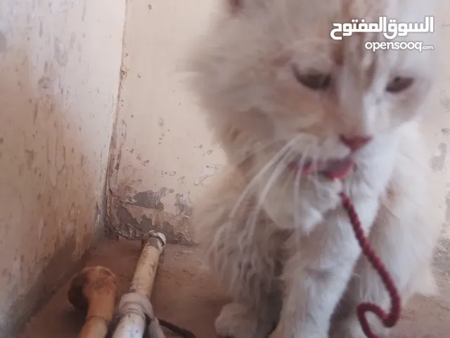 شيرازي....
