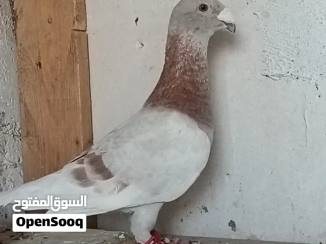 متاح فحل هومر