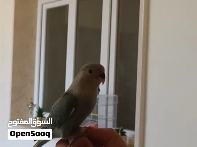 روز ترويض فل