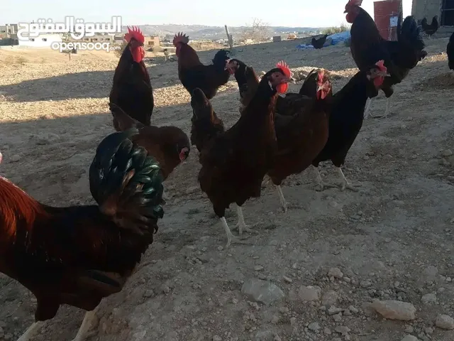 للبيع دجاج رود امريكي عدد87دجاجه فيهم13فروج يوميا طبق دحي ثابت الدجاج نضيف خالي من الامراض