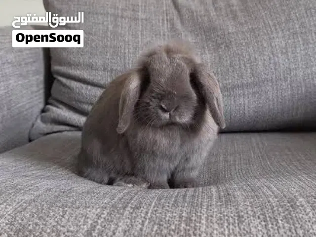 مطلوب ارنب هولندي مع توصيل