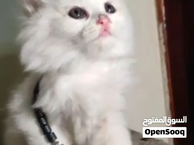 قط ذكر شيرازي ابيض عيون لون روعه