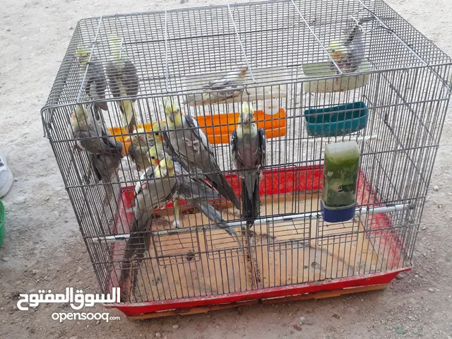 كوكتيل للبيع سعر حرق في مادبا