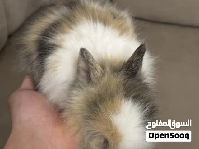 ارنب القزم اليف يتربي في حوش زي قطاطيس