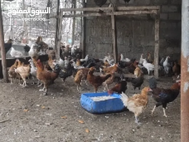 للبيع دجاج محلي قريب سن الانتاج
