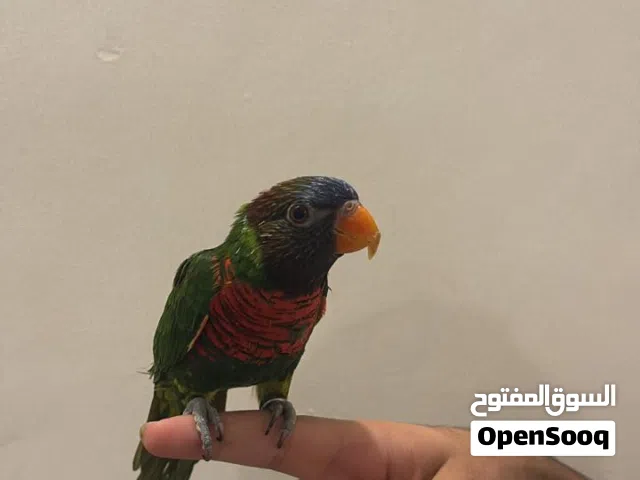 ببغاء لوري اليف للبيع