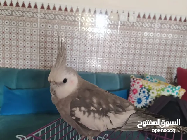 طاأر كلوبسيت بصح جيدة بقفصه بسلاالجديدة قرب مسجد الضح