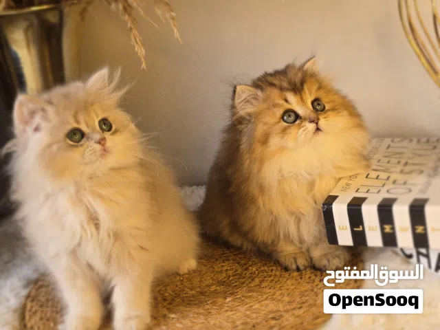 قطط جولدين مستوى عالي