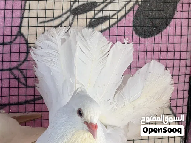 للبيع حمام زينه