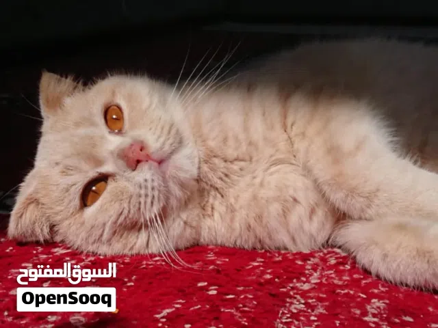 للبيع اقرأ وصف بيعه سريع أنثى  سكوتش فولد اصل