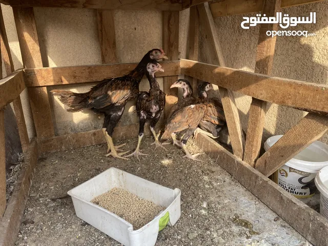 فروجات هنديه للبيع