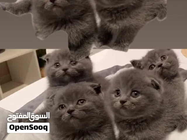 سكوتش فولد