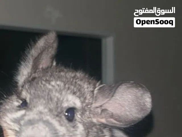حيوان الشانشيلا