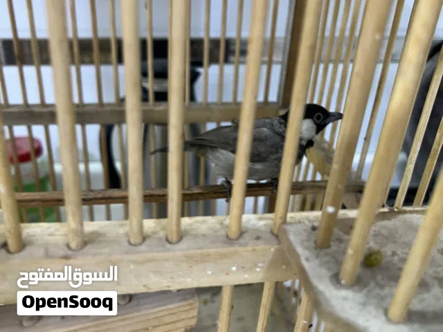 بلبل وحشي للبيع