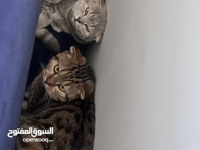 Scottish cats two siblings one male one female