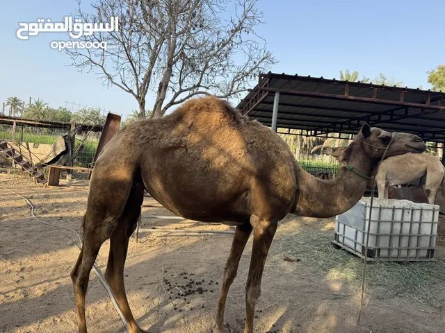 ناقة ثنيه سمين فول