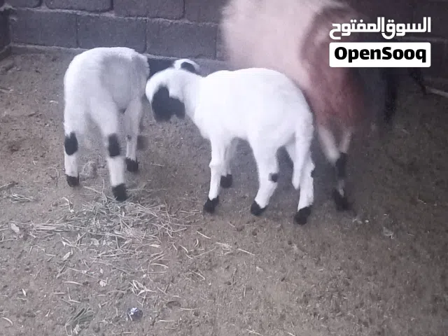 ربي يبارك  نعجه متاومه اتنين خرفان  عمرهم اسبوعين   ونعجه اول جمع   مكانها  ورشفانه