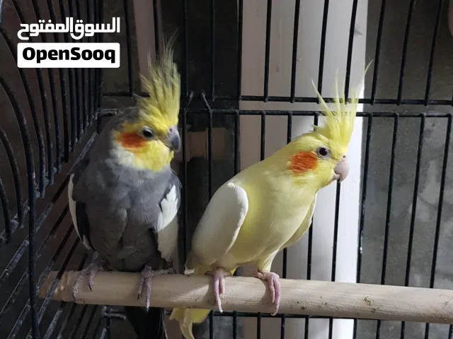 كوبية كوكتيل