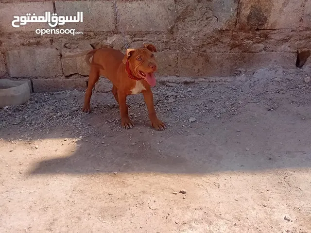 جرو بتبل للبيع