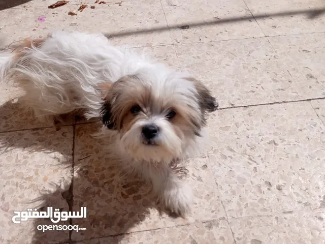 كلب زينه للبيع