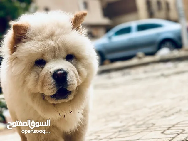 chow chow for sale