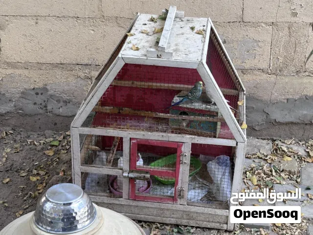 زوج طيور حب مع قفص
