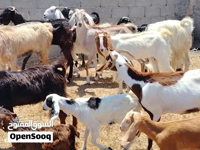 11 عنز ربي يبارك فيهم 4 والدات والباقي اعشورية بنصيب مكانهم صبراتة يوجد توصيل سنهم تنية وارباع و سدس